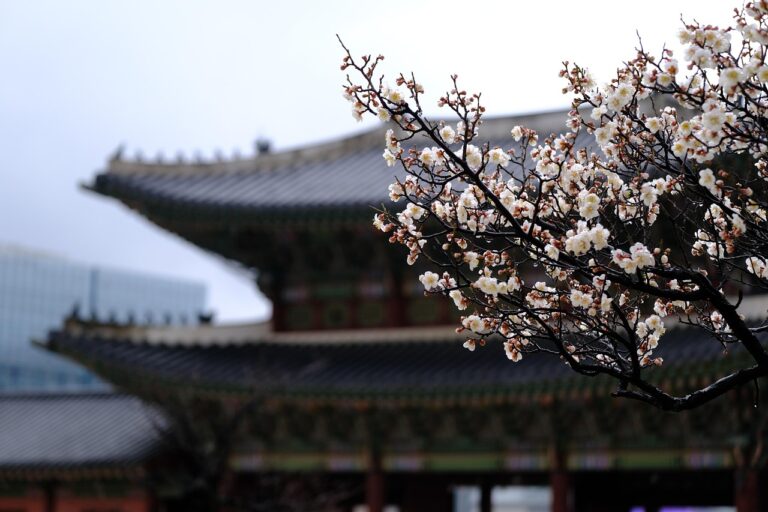 Descobrir a Coreia do Sul: Dicas Essenciais para uma Viagem Segura, Locais Imperdíveis e Experiências Memoráveis