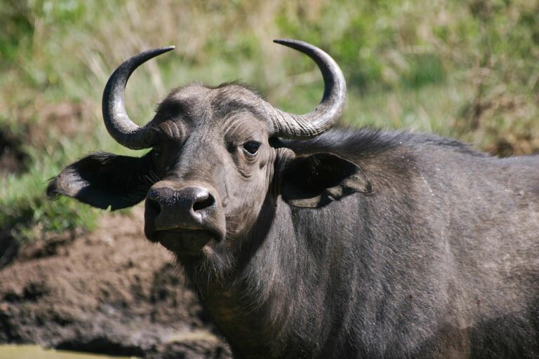 Viajar para Essuatíni: Guia, Safaris e Seguro