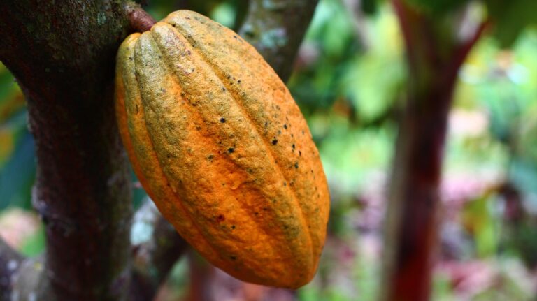 O que Precisa de Saber Antes de Viajar para São Tomé e Príncipe: Dicas Essenciais para uma Aventura Segura