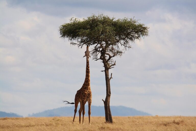 Viajar para a Tanzânia: Dicas Essenciais para Explorar Safaris, Zanzibar e Muito Mais